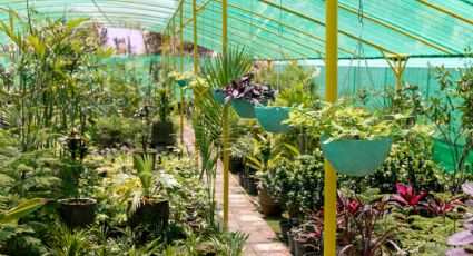 Venta de plantas, talleres y más: UNAM se prepara para el Día de los Jardines Botánicos