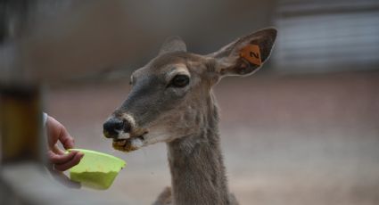 Experiencias naturales: ¿Dónde convivir con venados en la CDMX por solo 7 pesos?