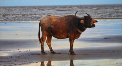 ¿Playa o plaza de toros? Toro embistió a mujer en una playa mexicana: VIDEO