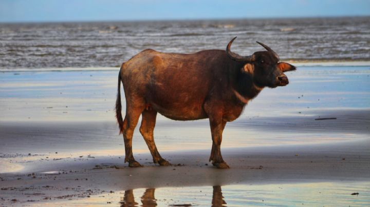 ¿Playa o plaza de toros? Toro embistió a mujer en una playa mexicana: VIDEO
