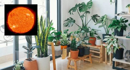 Dónde comprar las plantas que ayudan a reducir el calor de tu casa (y del planeta)
