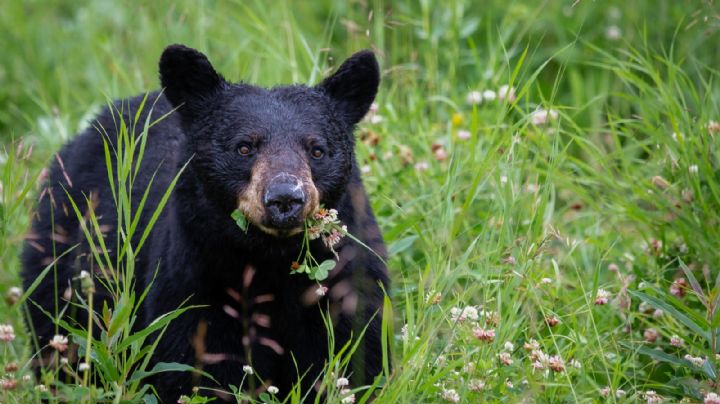 Viajes naturales: Los zoológicos mexicanos donde puedes ver osos en tus días libres