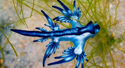 Alertan por presencia de Dragón Azul en playas de Baja California Sur, ¿qué hacer si me encuentro con uno?