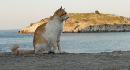 ¡Viajeros catlovers! Esta es la isla griega que paga por vivir y cuidar gatos en su territorio