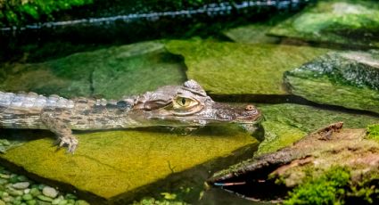 ¡Nada junto a un cocodrilo por $200! El cenote donde puedes refrescarte junto a 'Panchito'