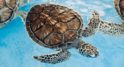 Día internacional de la Tortuga, ¿por qué se celebra cada 23 de mayo?