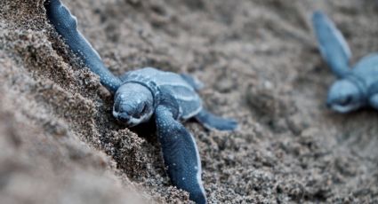 Día Internacional de la Tortuga: Destinos mexicanos donde disfrutar de su liberación