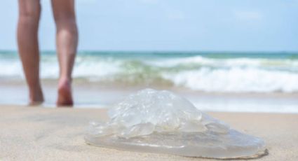 Agua mala, ¿qué hacer en caso de picadura de medusa en tu viaje por la playa?