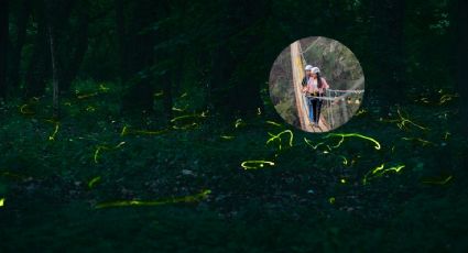 ¡Temporada de luciérnagas en Puebla!: Lugares para admirar este espectáculo luminoso