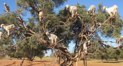 El destino de Marruecos donde puedes ver a cabras posar en las ramas de los árboles