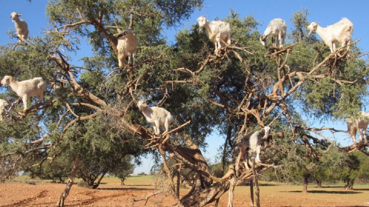El destino de Marruecos donde puedes ver a cabras posar en las ramas de los árboles