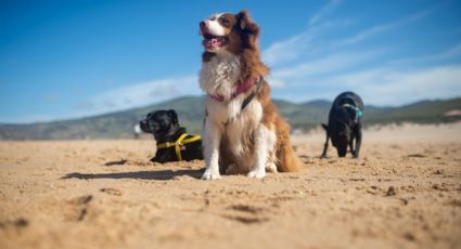 ¿Viajas con tu mascota? Consejos para cuidarlo ante la ola de calor en México