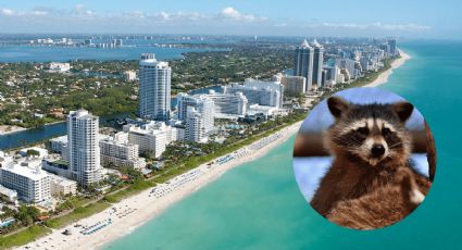 Vacaciones de verano: La playa secreta en Miami para ver mapaches sueltos