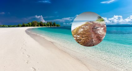 Playas de Cancún libres de sargazo para visitar la primera semana de junio