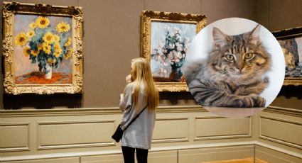 El museo de arte en Ámsterdam que todo amante de los gatos debe visitar