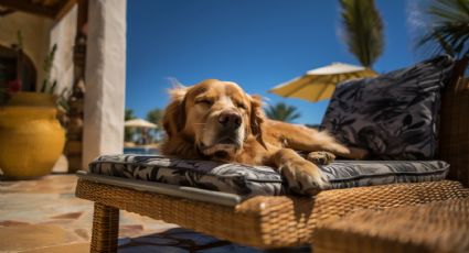 Viajes con mascotas: Hoteles pet friendly en Veracruz para ir con tu lomito en vacaciones