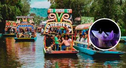 La Llorona de Xochimilco adelanta función y así puedes verla GRATIS