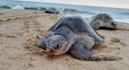 Campamento Tortuguero 'Punta Ixtal', el imperdible lugar para liberar tortugas en Michoacán