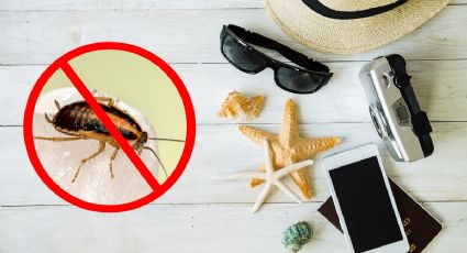 Tips de viaje: ¿Cómo EVITAR plagas de supercucarachas en casa durante tus vacaciones?