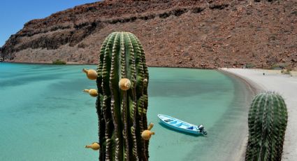 Día del Medio Ambiente: Las razones que convierten a México en uno de los 5 países más megadiversos