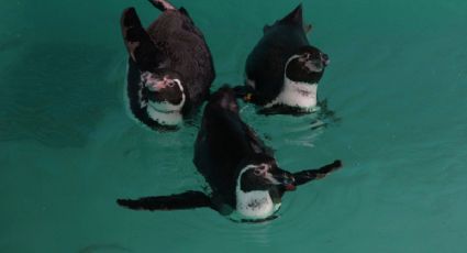 Zoológico de Chapultepec da la bienvenida a pingüinos de Humbold que llegaron de Japón