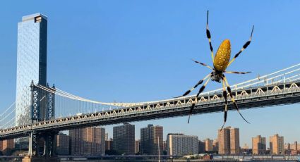 Araña Joro: Esto sabemos de la araña voladora que llegaría a Nueva York y Nueva Jersey