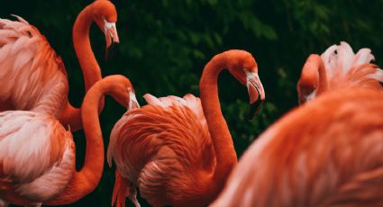 Viajes naturales: ¿Cuál es la mejor temporada para ver flamingos en Holbox?