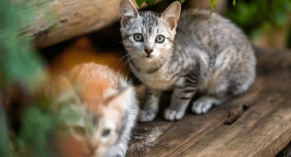 ¿Cómo llegar a la famosa "Isla de los gatos" en Japón?