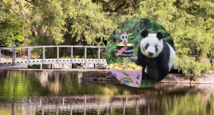 Zoológico de Chapultepec celebra a panda Xin Xin y así puedes conocerla en tu visita