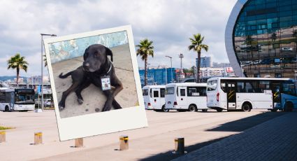 ¿Vas a Acapulco? La historia de firulais, el perrito ‘supervisor de ruta’ en la central de autobuses