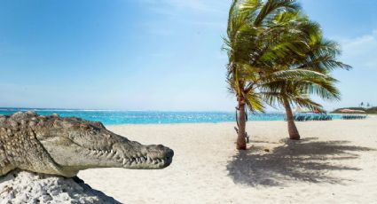 ¡Alerta viajera! Las playas de México donde puedes encontrar cocodrilos en vacaciones