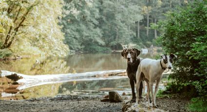 Día del Perro: 5 destinos de México para ir a pasear con tu mejor amigo