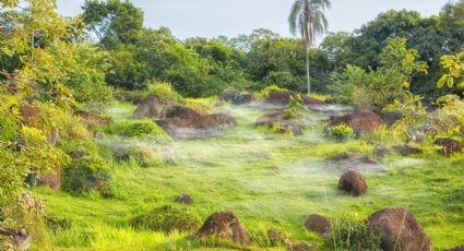 ¡Bosque jurásico en México! El bonito paraje que data de la época de los dinosaurios