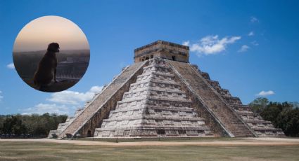 Los guardianes de Chichén Itzá, la historia de 3 perros que viven en la zona arqueológica