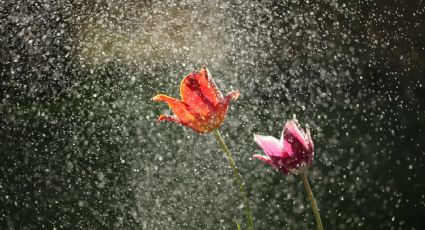 ¡Ah, caray! ¿Monzón mexicano y posible desarrollo ciclónico? Pronóstico de clima hoy 28 de julio