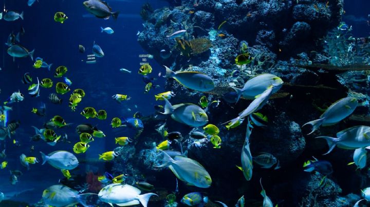 Viajes al natural: El acuario natural ‘más grande del mundo’ que puedes ver en Baja California Sur