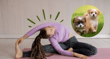 La experiencia en CDMX para hacer yoga y recibir amor de cachorritos al mismo tiempo