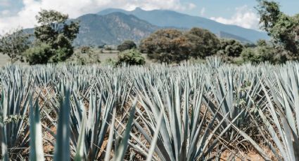 ¿Sin plan? Hidalgo estrena Ruta del Maguey, barbacoa y chinicuiles para deleitar tu paladar