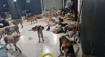 ¡Todos importan! Perritos son puestos a salvo en refugios especiales por el Huracán Beryl