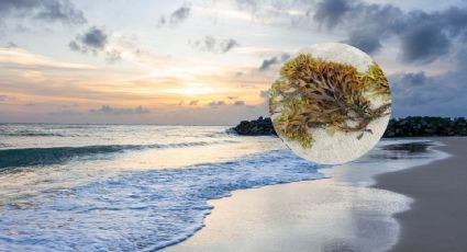 Viaje a Cancún: Playas libres de sargazo para visitar la segunda semana de julio