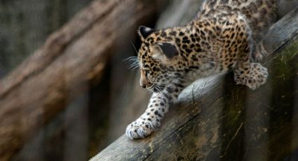 Chapultepec da la bienvenida a tres cachorros de jaguar y así puedes ayudar a ponerles nombre