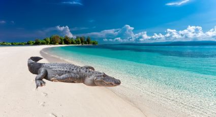 ¡Aguas! Cocodrilo da un paseo en las playas de Cancún y causa pánico entre los turistas