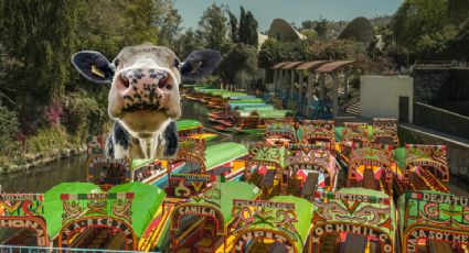 ¡Vaquitas marinas! Así fue el momento en que captaron a vacas nadando en Xochimilco