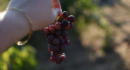 Vendimias de Guanajuato: ¿Cuándo inicia la temporada para pisar las uvas en esta región?