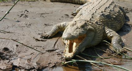 ¡A dos de tres caídas! El momento en que un hombre protagoniza ‘pelea’ con un cocodrilo en Chetumal