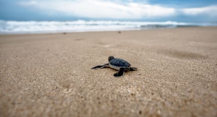 Colola, el refugio de la tortuga negra que puedes visitar en tu viaje a Michoacán