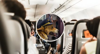 Video viral: El simpático perrito que te dará la bienvenida como capitán de vuelo