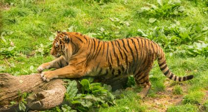 ¿Cuánto cuesta la entrada al zoológico de Chapultepec estas vacaciones?