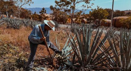 Feria del Mezcal y la Cerveza 2024 en la CDMX llega con temática: FECHAS