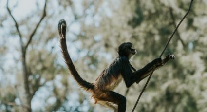 ¡Monos al ataque! El momento en que estos animalitos disfrutan el buffet en un hotel de Cancún